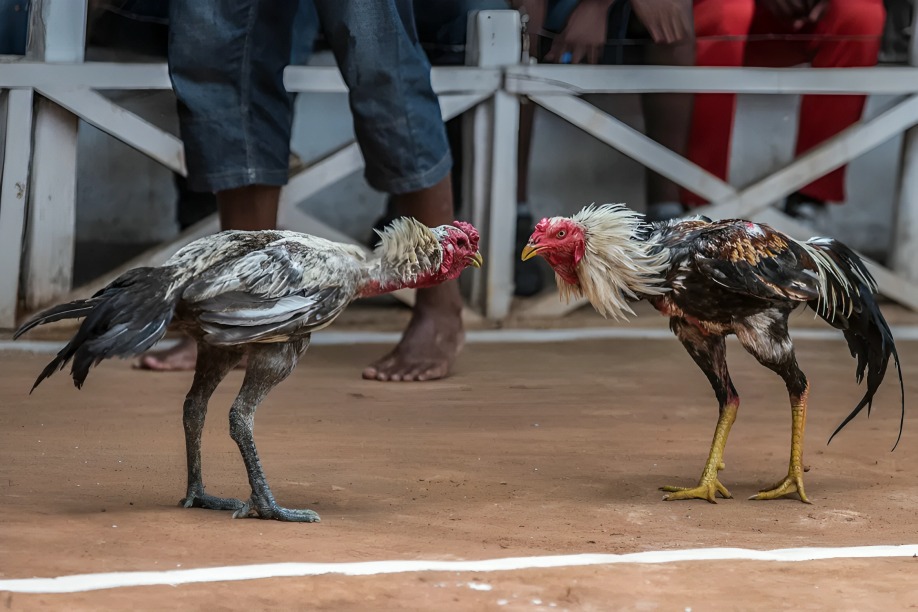 Đá Gà Ở Việt Nam 2025