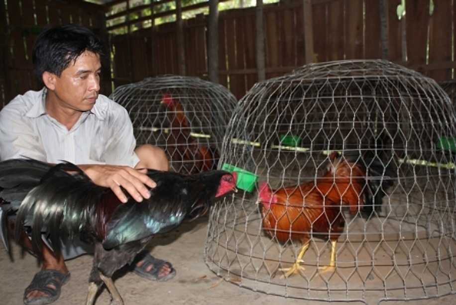 Đá Gà Ở Việt Nam 2025