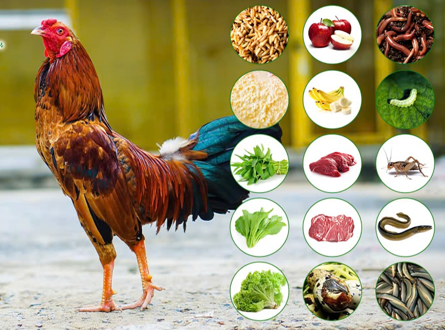 Cách Làm Cao Tan Đòn Cho Gà Chọi