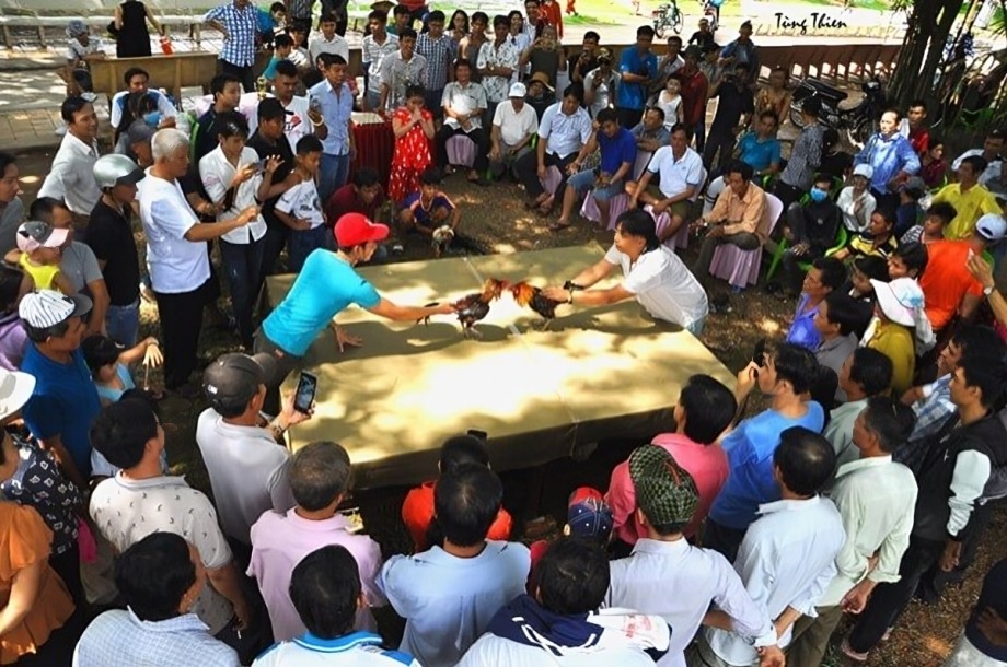 Đá Gà Ở Việt Nam 2025