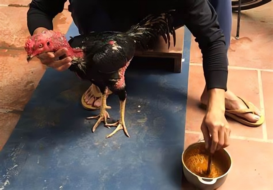 Cách Làm Cao Tan Đòn Cho Gà Chọi