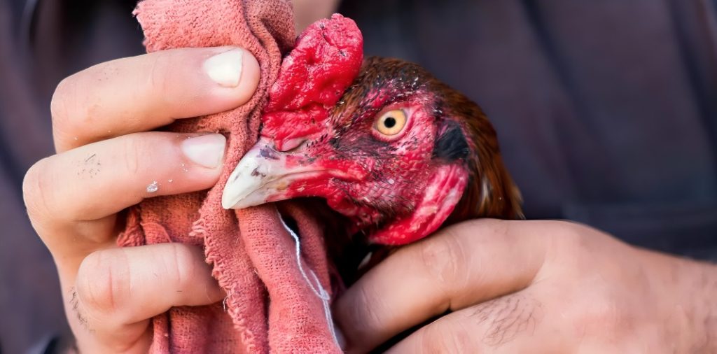 Gà Chọi Vần Hơi Nghỉ Bao Nhiêu Ngày