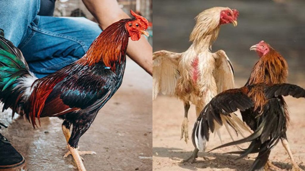 Gà Chọi Vần Hơi Nghỉ Bao Nhiêu Ngày