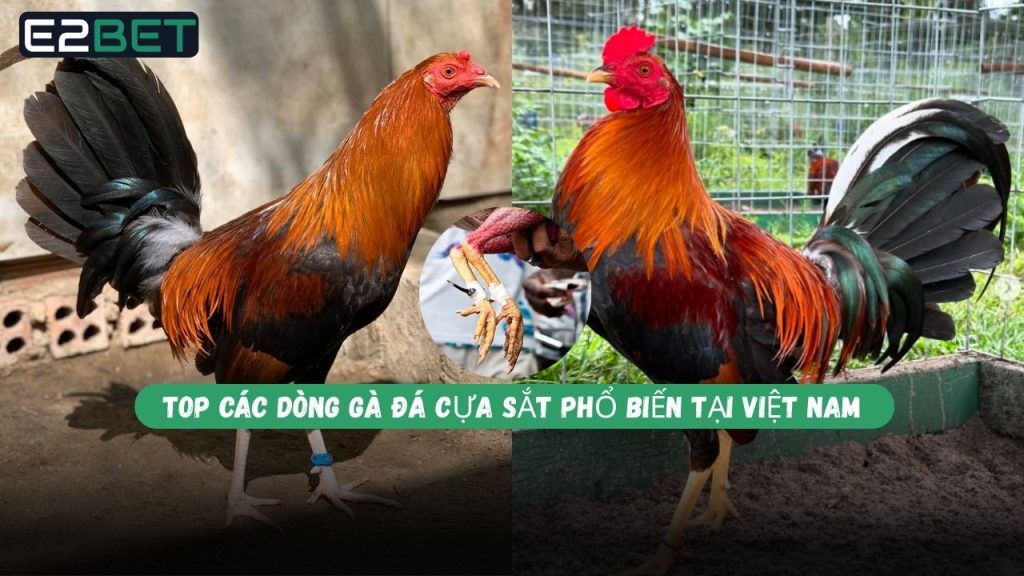các dòng gà đá cựa sắt phổ biến
