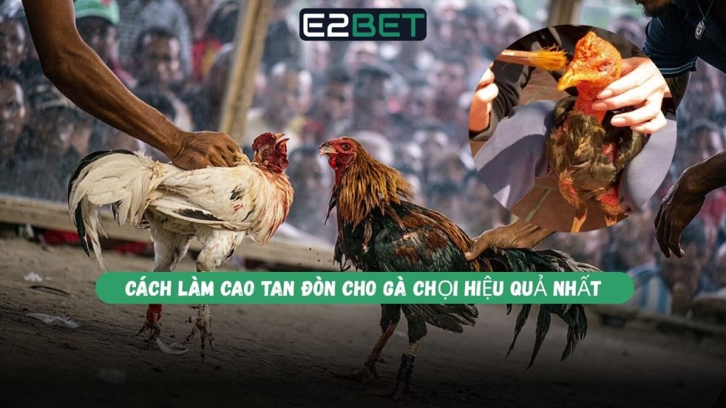 Cách Làm Cao Tan Đòn Cho Gà Chọi