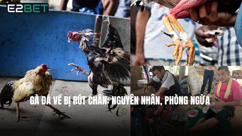 Gà Đá Về Bị Rút Chân