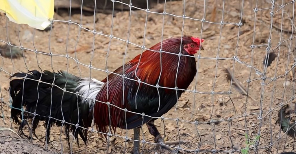 Gà Đá Về Bị Rút Chân