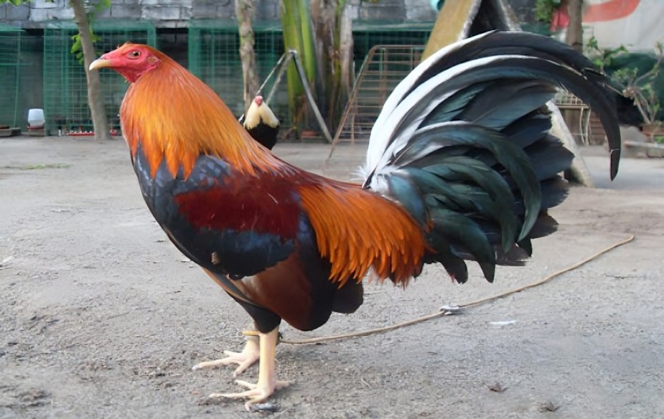 các dòng gà đá cựa sắt phổ biến