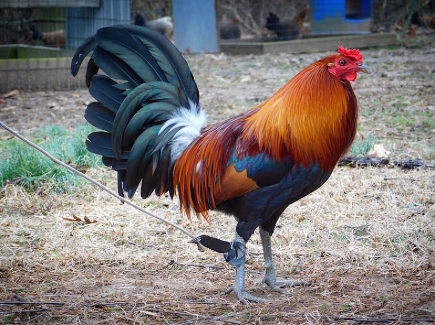 các dòng gà đá cựa sắt phổ biến