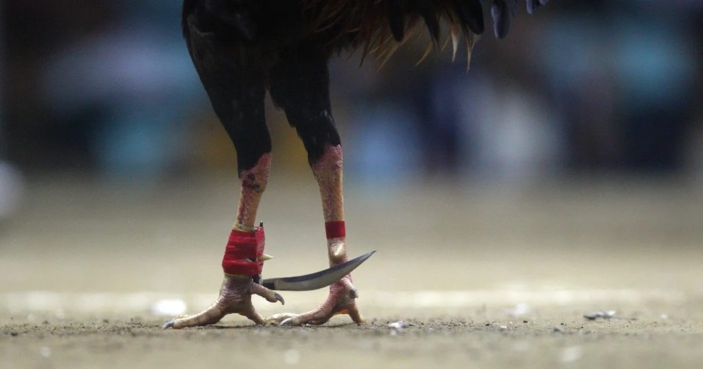 Gà Đá Về Bị Rút Chân