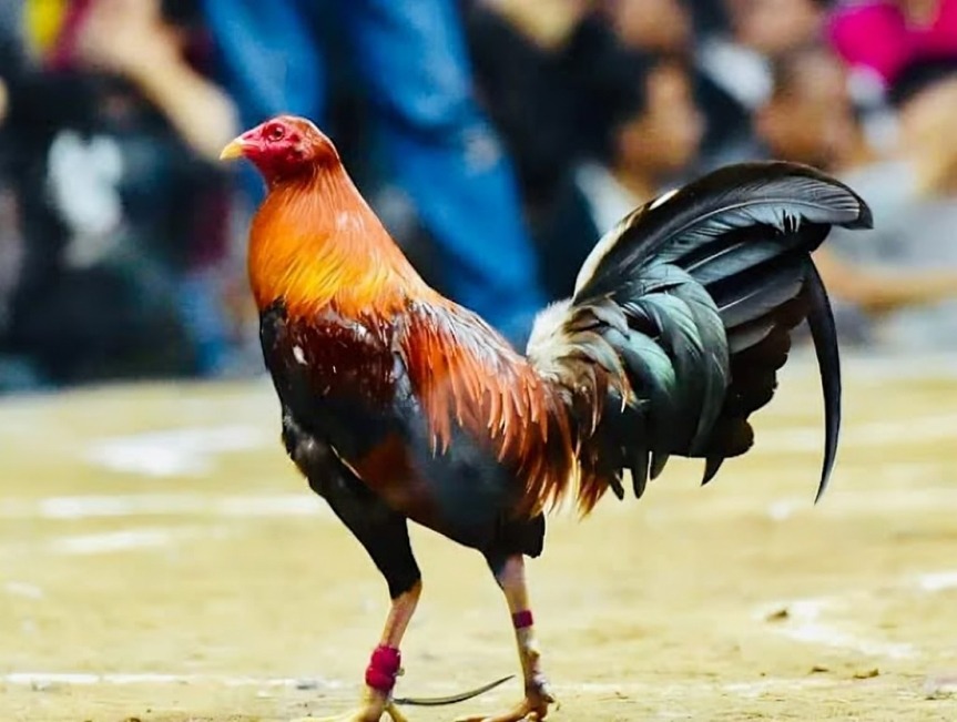 các dòng gà đá cựa sắt phổ biến