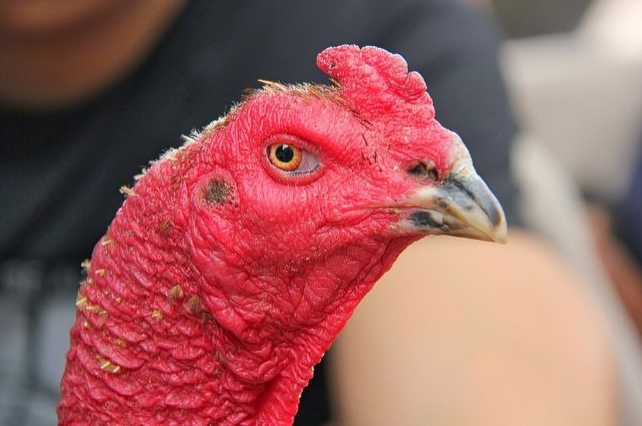 Cách Xem Mắt Gà Chọi Chuẩn