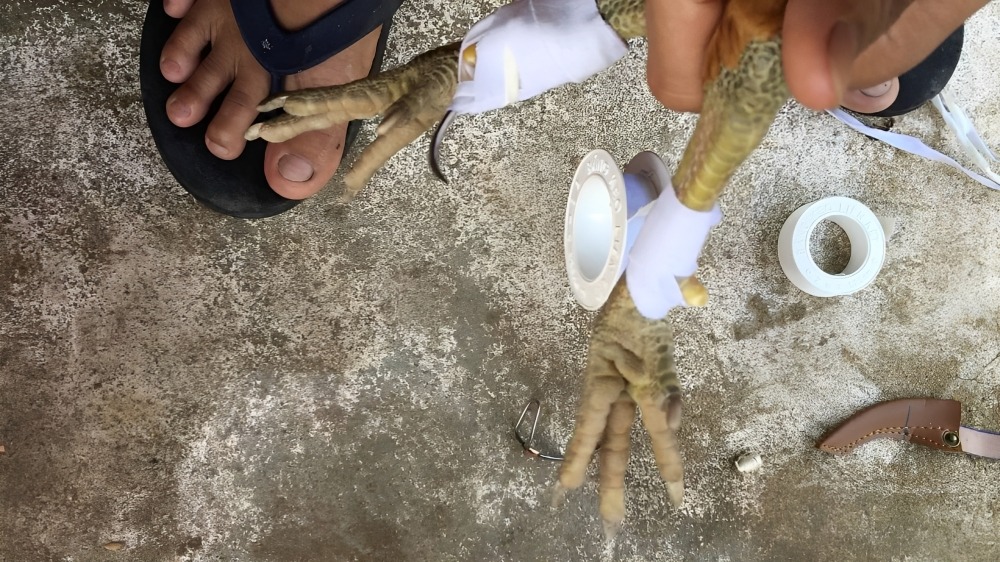 Cách Băng Cựa Gà Đá