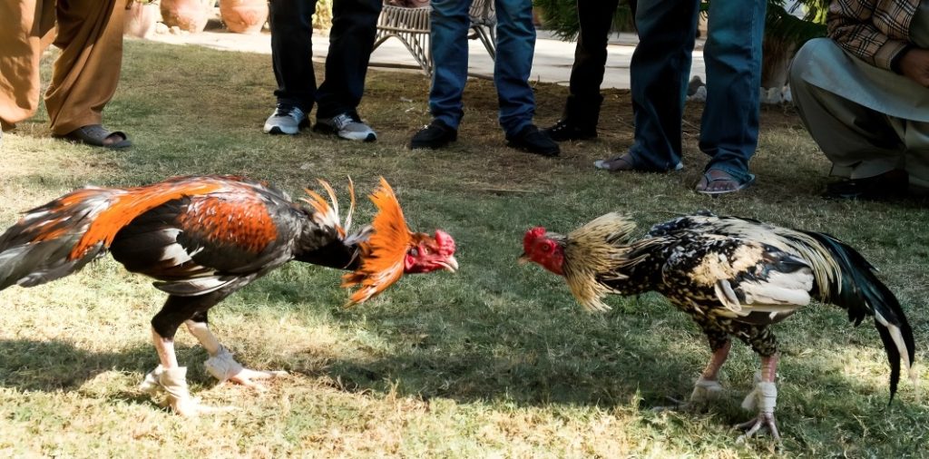 Cách Nuôi Đá Gà Chuẩn Chỉnh Nhất