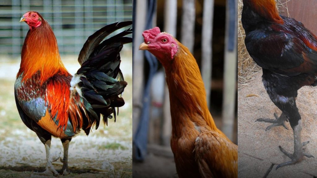 Cách Nuôi Đá Gà Chuẩn Chỉnh Nhất