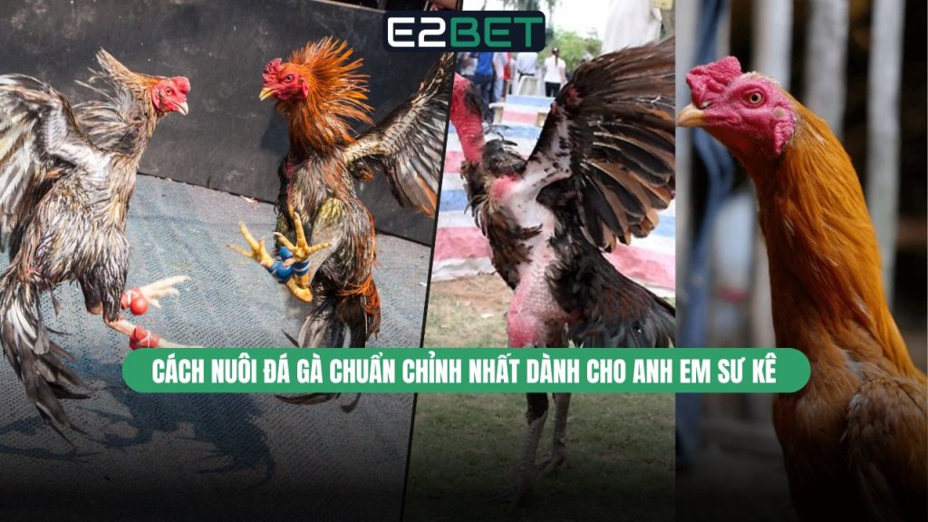 Cách Nuôi Đá Gà Chuẩn Chỉnh Nhất
