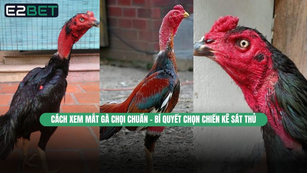 Cách Xem Mắt Gà Chọi Chuẩn