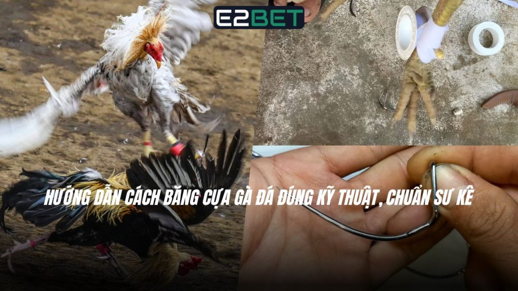 Cách Băng Cựa Gà Đá