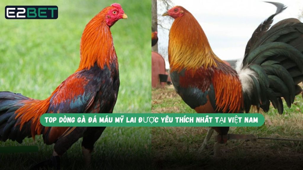 Dòng Gà Đá Máu Mỹ Lai Được Yêu Thích Nhất