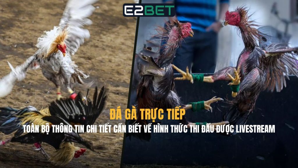 Đá Gà Trực Tiếp