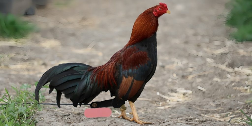 Dòng Gà Đá Máu Mỹ Lai Được Yêu Thích Nhất