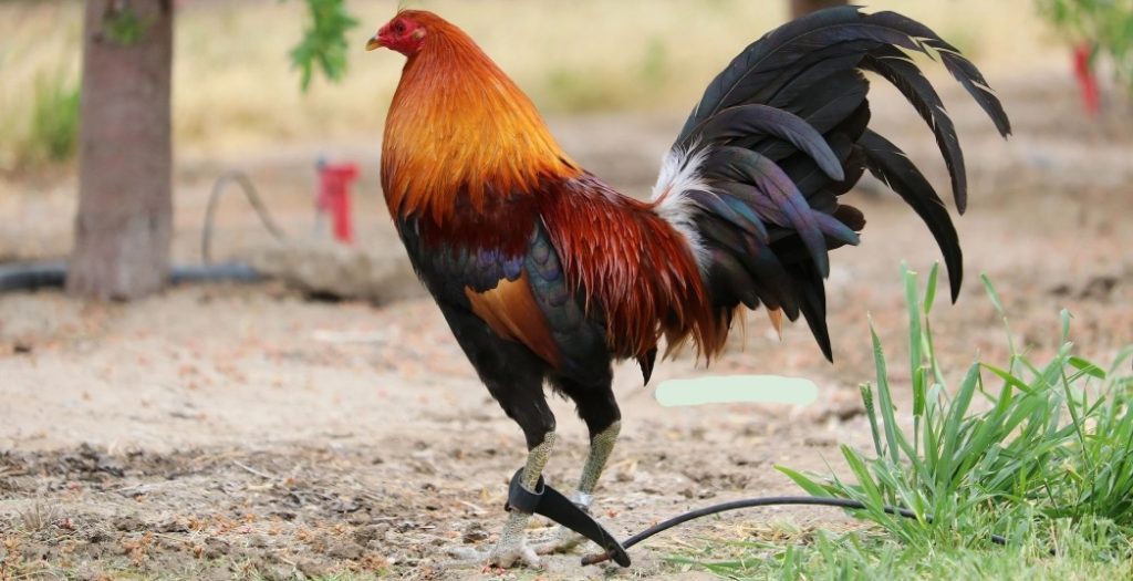 Dòng Gà Đá Máu Mỹ Lai Được Yêu Thích Nhất