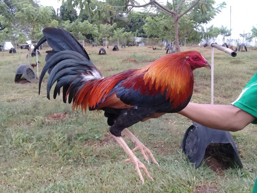 Dòng Gà Đá Máu Mỹ Lai Được Yêu Thích Nhất