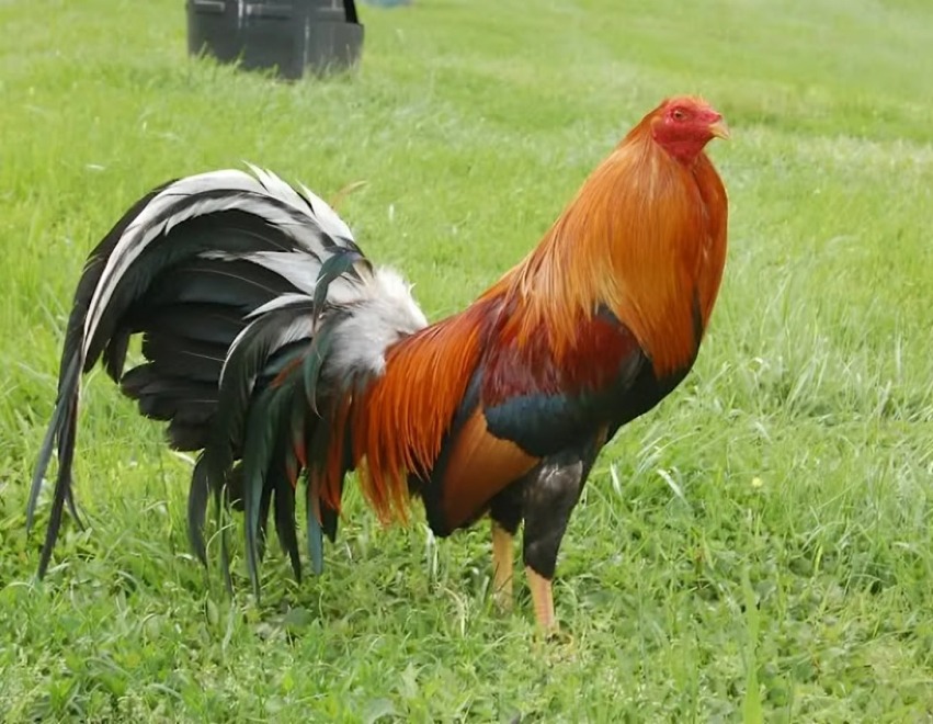 Dòng Gà Đá Máu Mỹ Lai Được Yêu Thích Nhất