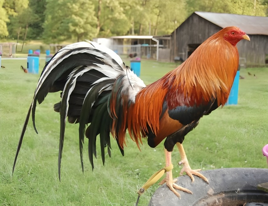 Dòng Gà Đá Máu Mỹ Lai Được Yêu Thích Nhất