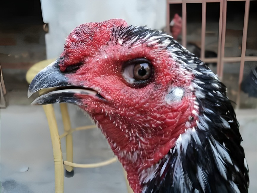 Cách Xem Mắt Gà Chọi Chuẩn