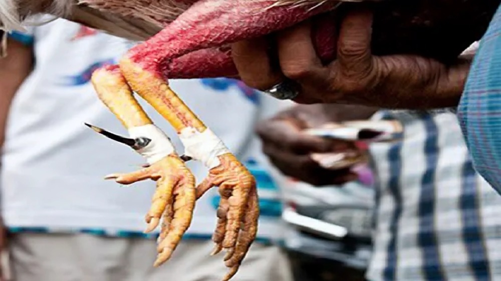 Cách Băng Cựa Gà Đá