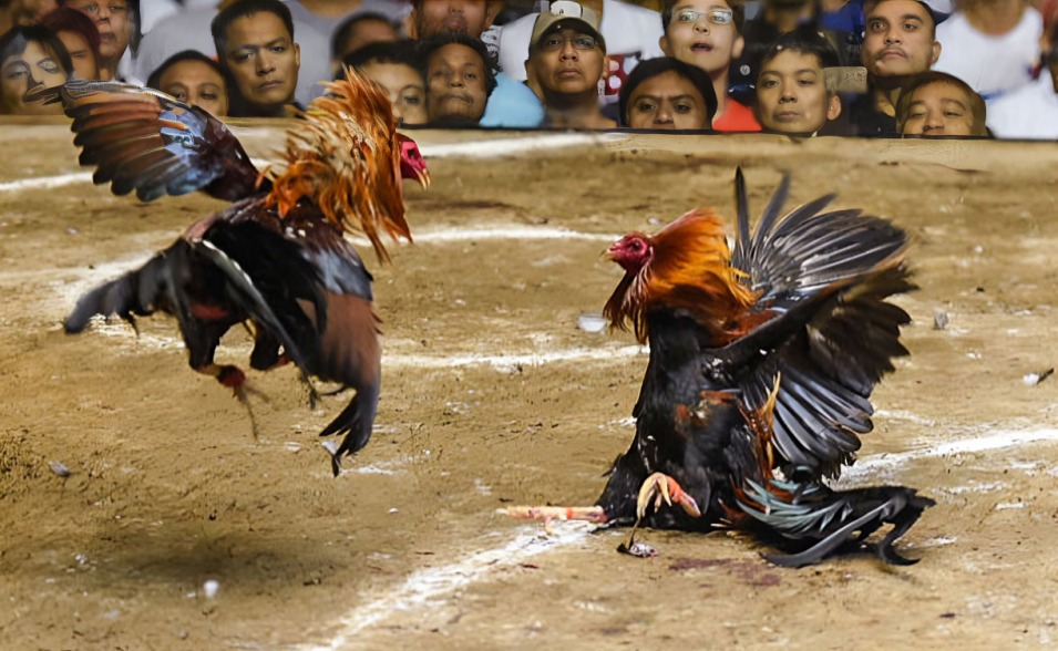 Đá Gà Trực Tiếp