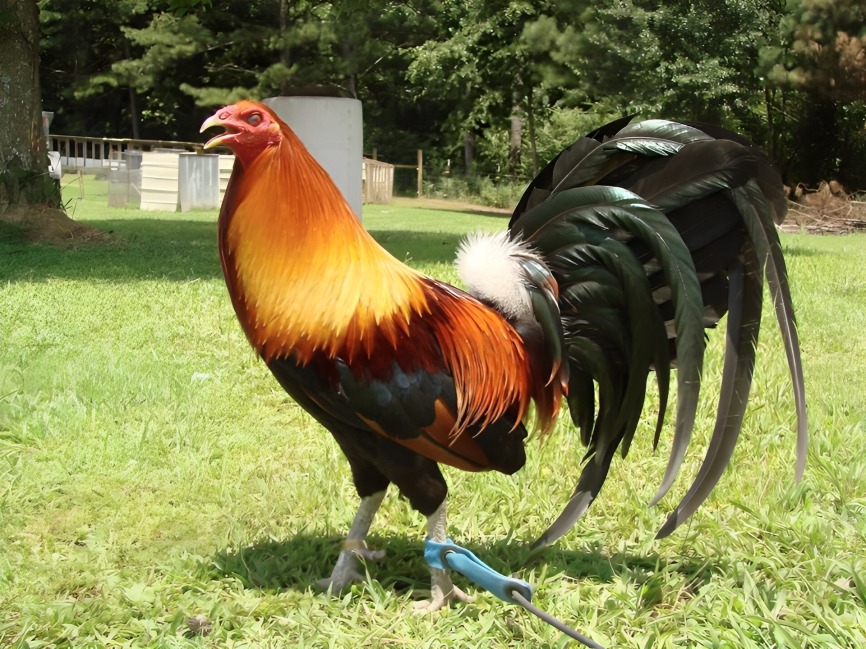 giống gà Mỹ được ưa chuộng