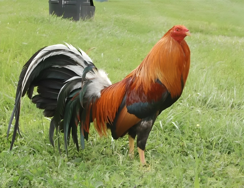 giống gà Mỹ được ưa chuộng