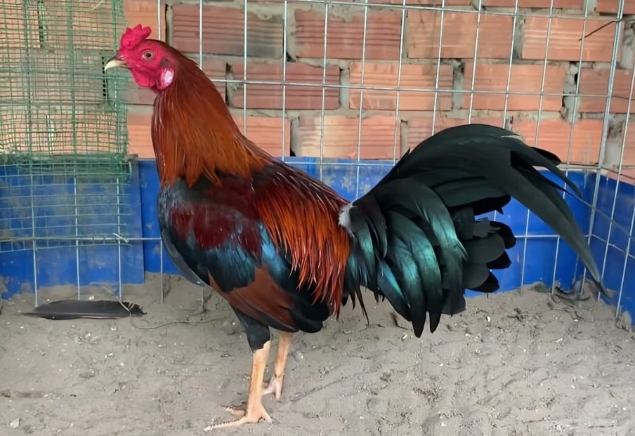 giống gà Mỹ được ưa chuộng