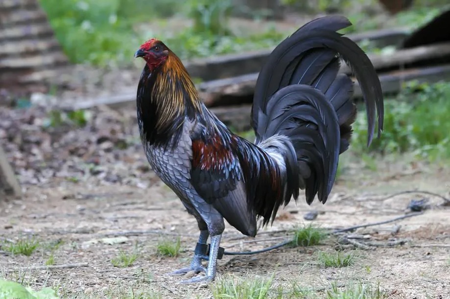 giống gà Mỹ được ưa chuộng