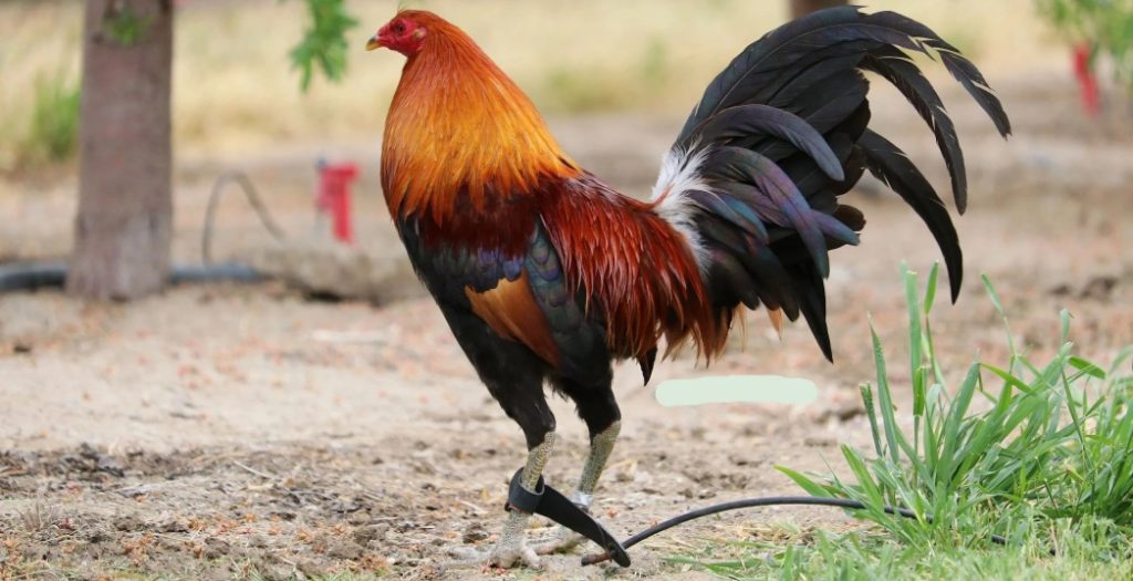 giống gà Mỹ được ưa chuộng