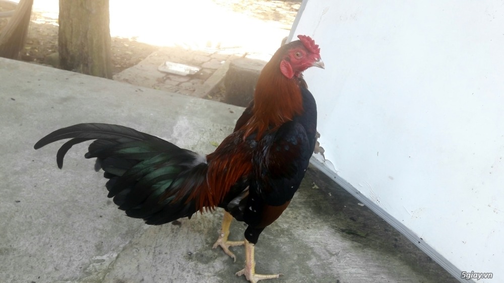 giống gà Mỹ được ưa chuộng