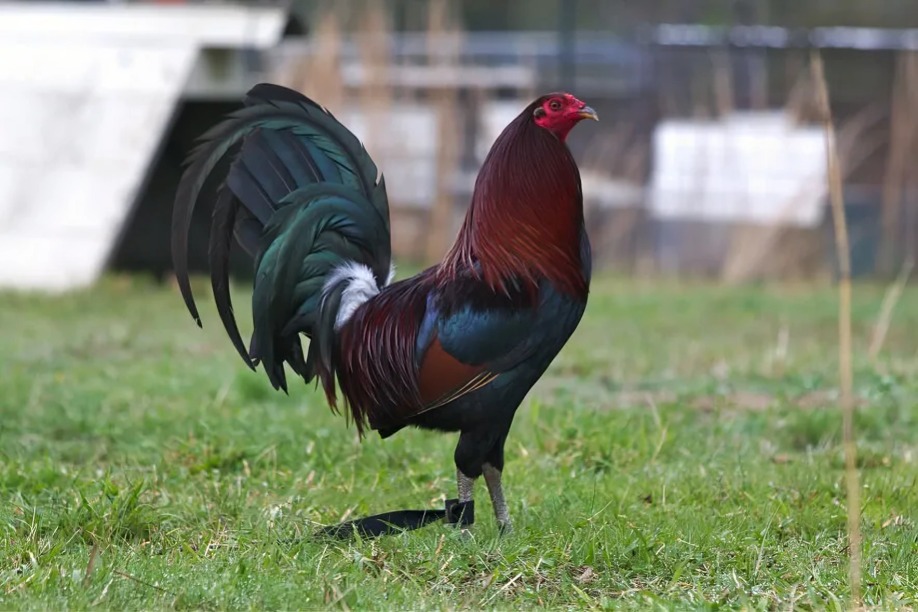 giống gà Mỹ được ưa chuộng