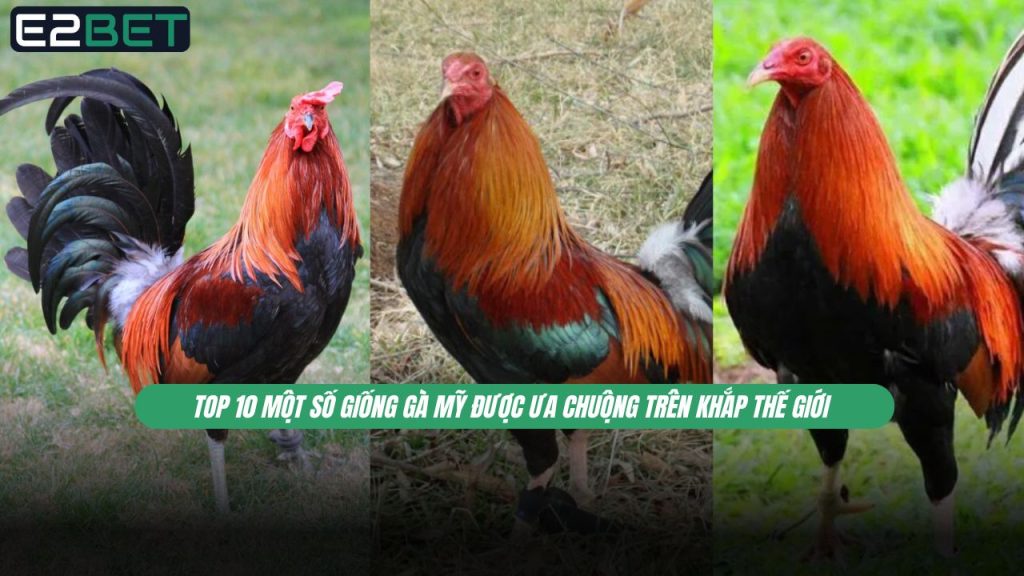 giống gà Mỹ được ưa chuộng