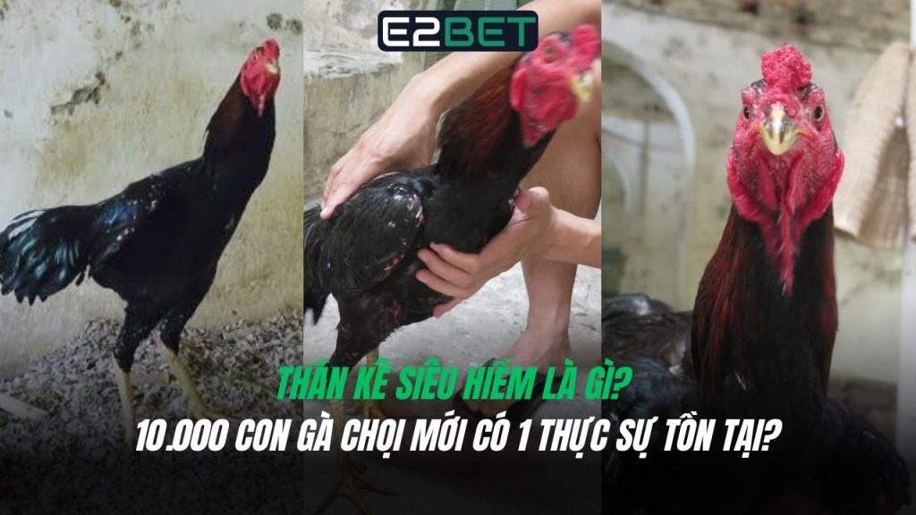 Thần Kê Siêu Hiếm