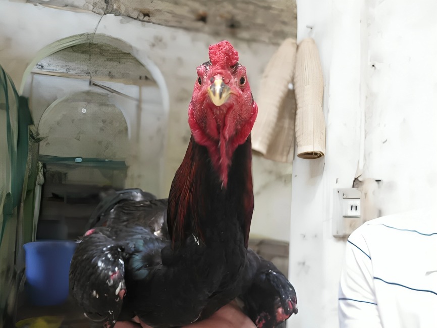 Thần Kê Siêu Hiếm