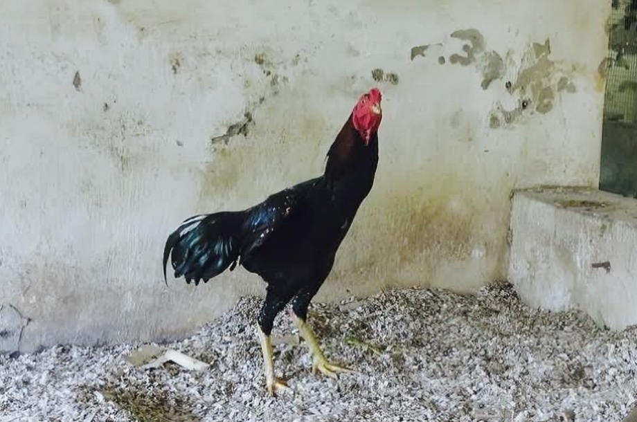 Thần Kê Siêu Hiếm